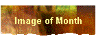 Image of Month