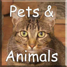 pet photos, dog and cat pictures, iguana, reptile portraits, professional portraits of my pet