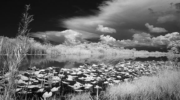 Florida Everglades infrared photo river of grass by Gary Sweetman