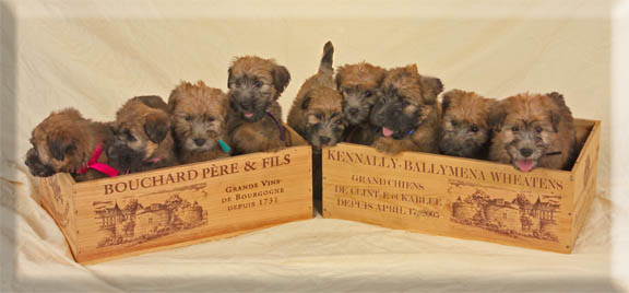 Litter of puppies in wine crates