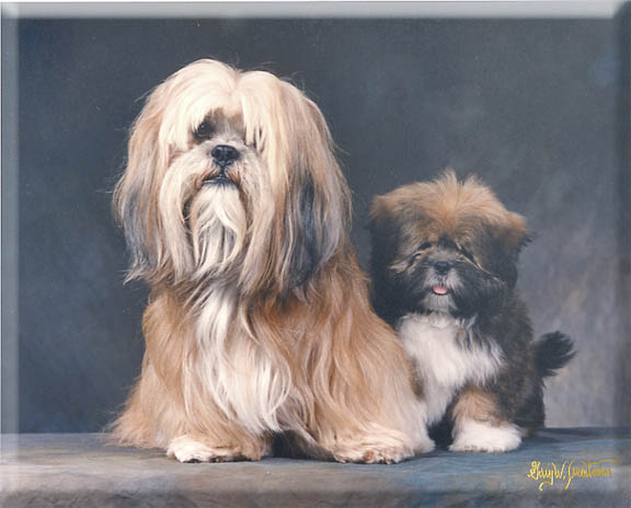Puppy and Dog portrait
